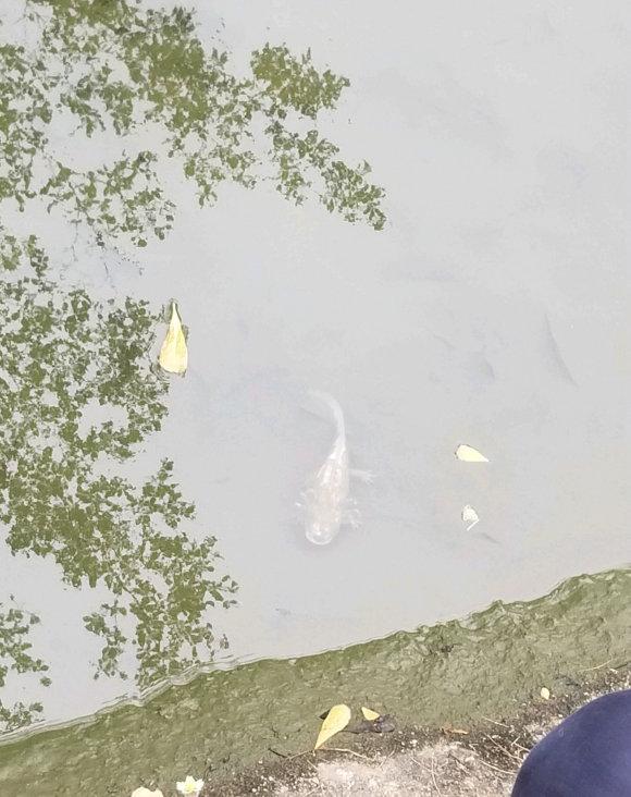 鲶鱼长出四条腿，野生鲶鱼是四川省保护动物