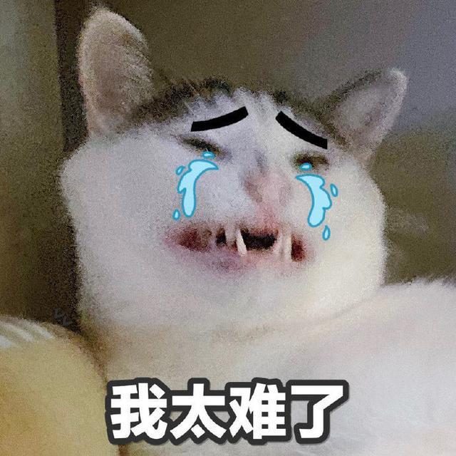 猫咪表情包大全图，可爱的猫咪表情包合集
