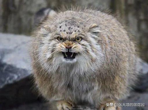 世界上十种凶猛猫咪品种排行榜，盘点十大最傻的猫咪品种