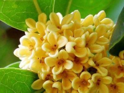 四季桂的养殖方法，四季桂大忌（按照这5点养护植株枝繁叶茂）