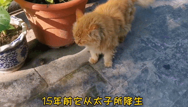 故宫最胆小御猫，我们只是惊呼是不够的