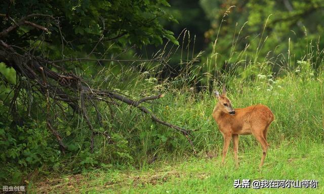 阿尔山旅游攻略，阿尔山旅游攻略大全自驾游（去过三次整理的注意事项）