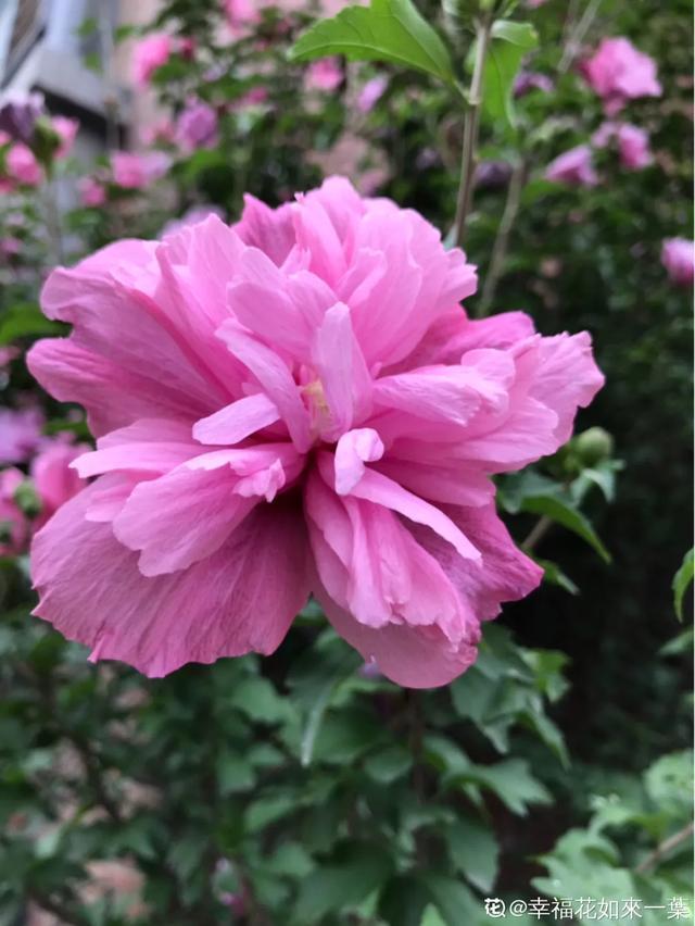 春夏秋冬四季什么花好看，这十种花几乎一年四季都开花