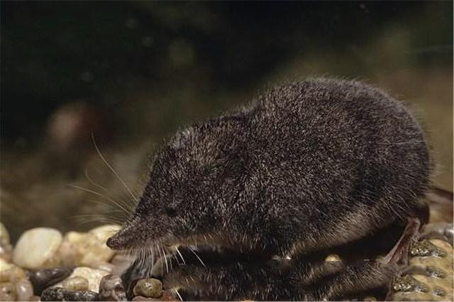 鼩鼱，水鼩鼱喂养幼崽