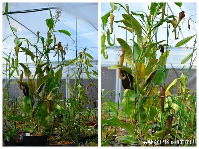 通向死亡的甜蜜诱惑，什么猪笼草是最好养（大量吸食它，可致人瘫痪、死亡）