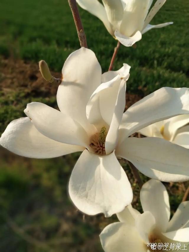 春夏秋冬四季什么花好看，这十种花几乎一年四季都开花