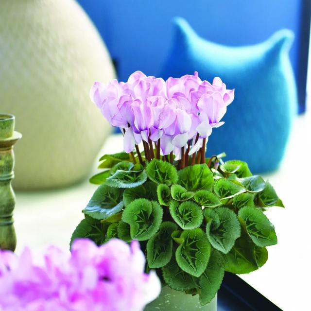 准备好迎接兔精灵，仙客来什么时候开花花期多长时间