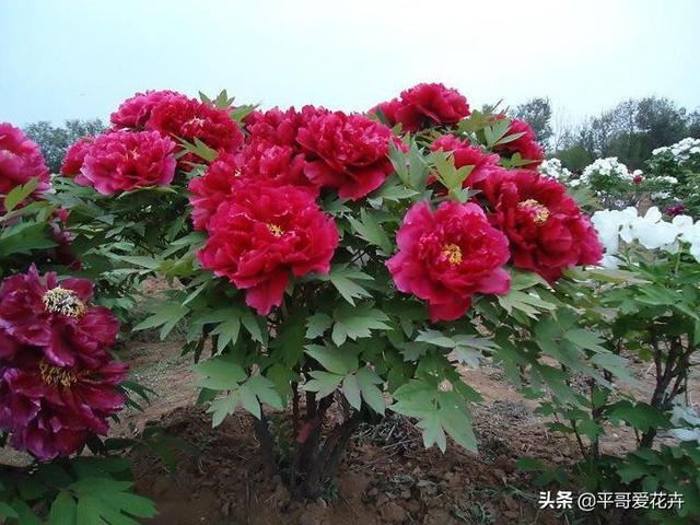 什么花最好养又好看又容易活，6种花号称十大名花