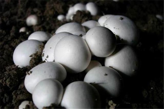 菌菇的栽培技术，蘑菇高效优质栽培技术要点