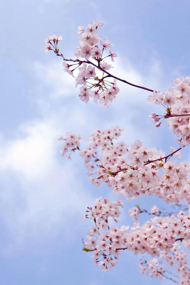 拈花湾攻略必去景点，1600亩拈花湾樱花海