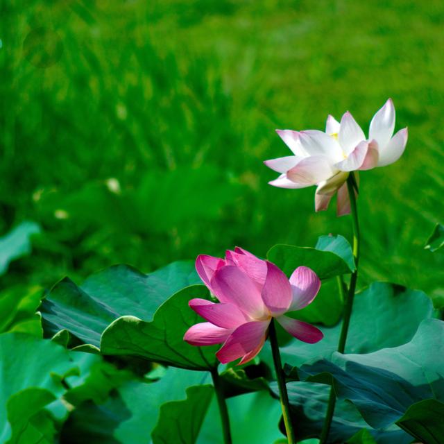 荷花最好看的品种是什么，这花最好看、最好养