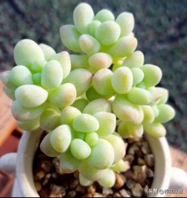 多肉换盆后需要注意哪些事项，多肉植物现在换盆正当时