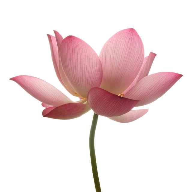 荷花和荷叶的功效一样吗，莲花跟荷花是不是同一种花