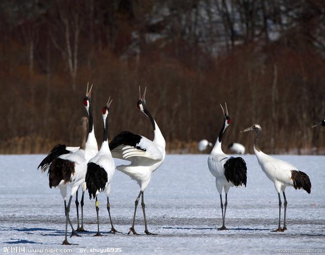 各国国鸟有哪些，世界各国国鸟大全