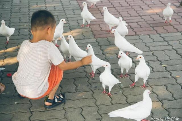 郑州周边免费景点，郑州最近免费旅游景点大全（不出郑州的8个赏花遛娃地）