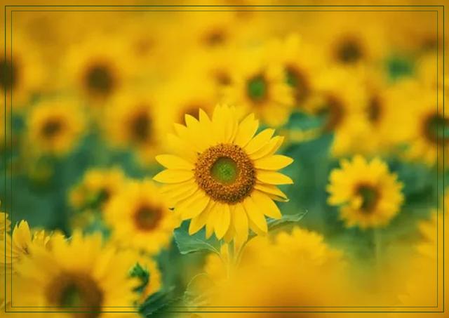 傲阳的诗句大全，倾阳丹心独自在