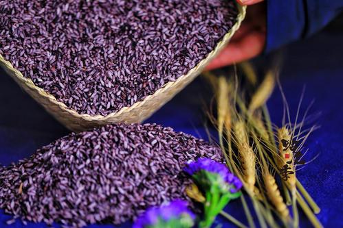 贵比黄金的紫色大米，大米是怎么种植出来的