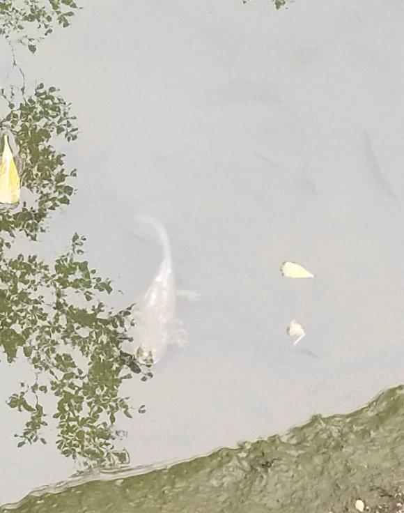 鲶鱼长出四条腿，野生鲶鱼是四川省保护动物