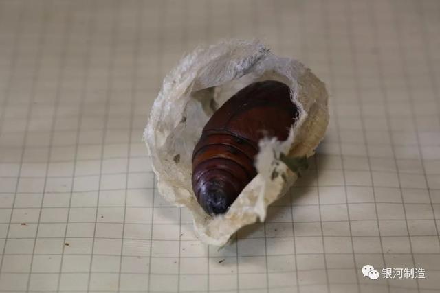 有哪些常见的飞蛾，自然记录蛾生一瞬