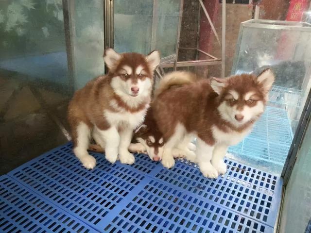 星期狗的特点和习惯，如果狗狗有这些特征