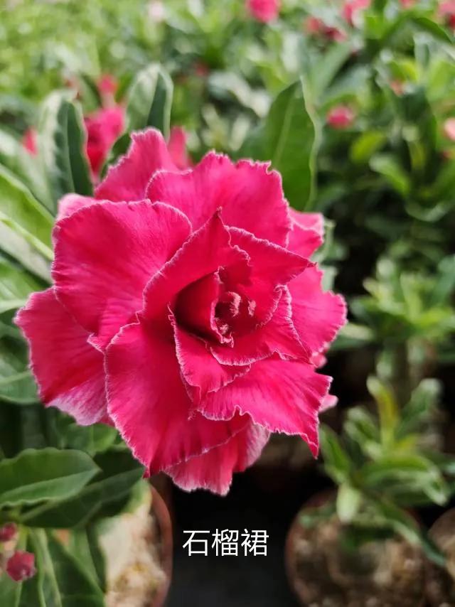 沙漠玫瑰怎么养，沙漠玫瑰的养殖方法多久能开花（真正会养的只需做5点）