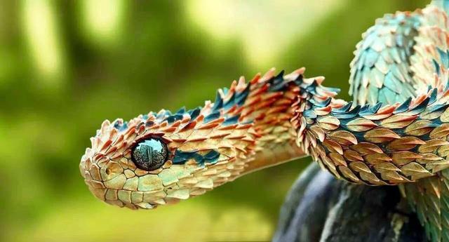 世界上最吓人的蛇，8个世界最吓人的蛇