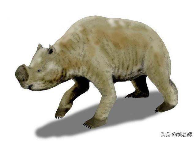 世界最大的淡水哺乳动物，这些动物有一个共同点