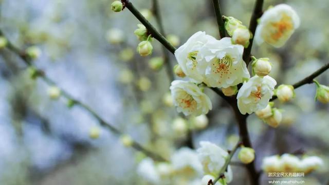 蜡梅与腊梅的区别，蜡梅是梅花吗究竟是（腊梅花与蜡梅有什么区别）