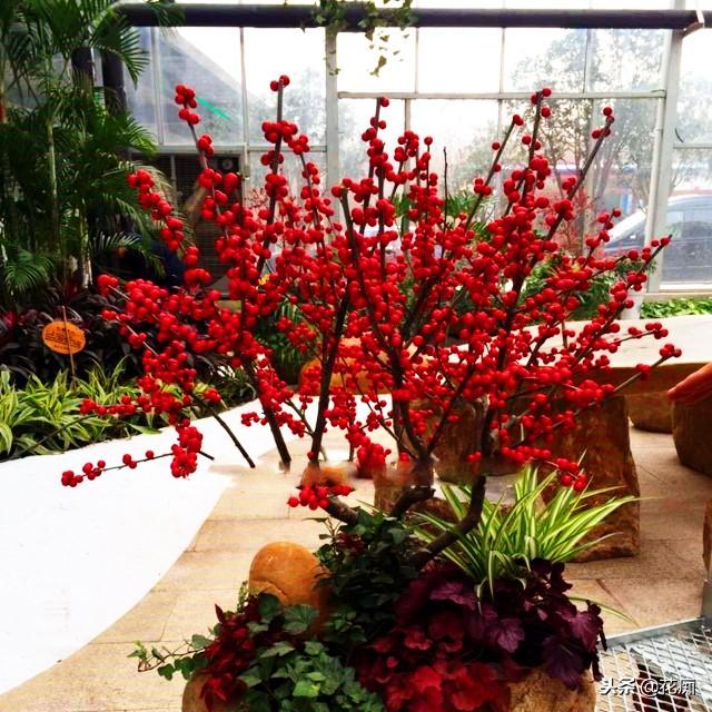 北美冬青怎么养，北美冬青怎样养护和管理