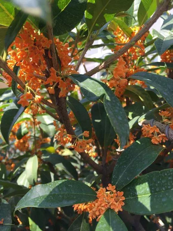 院子里种什么树可以招财进宝，5种树是院子里的