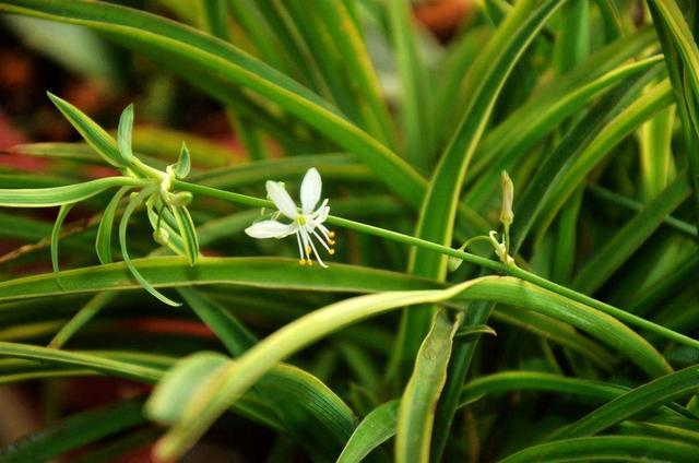 吊兰怎么养才能爆盆，养吊兰只需要注意三点