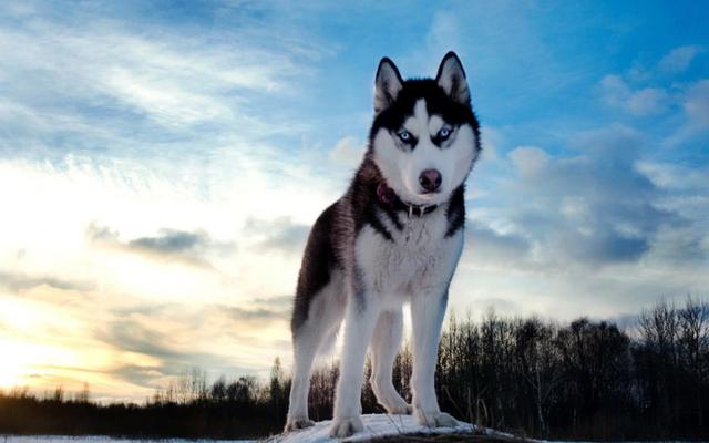 哪些狗狗性格温顺又便宜智商高，公认傻狗排行榜