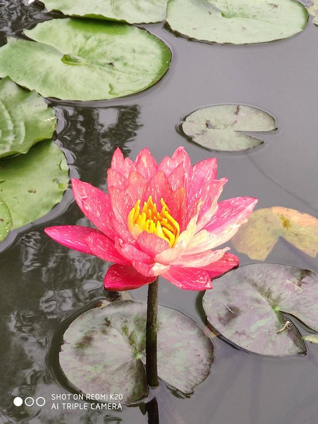 这会是千元最强机，redmi k20 pro手机缺点优点