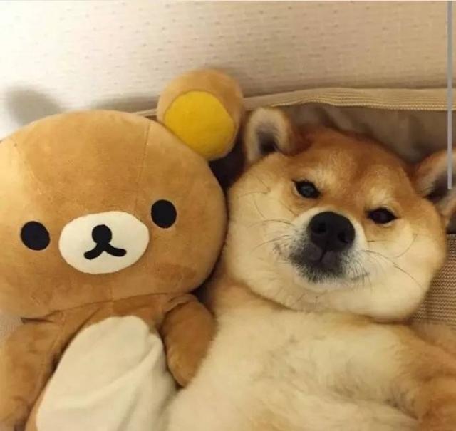 柴犬尴尬期后的表现，柴犬尴尬期鬼见愁