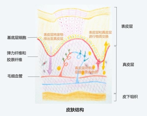 各种斑的区别图片，黄褐斑和雀斑区别图解（晒斑、肝斑、黄褐斑）