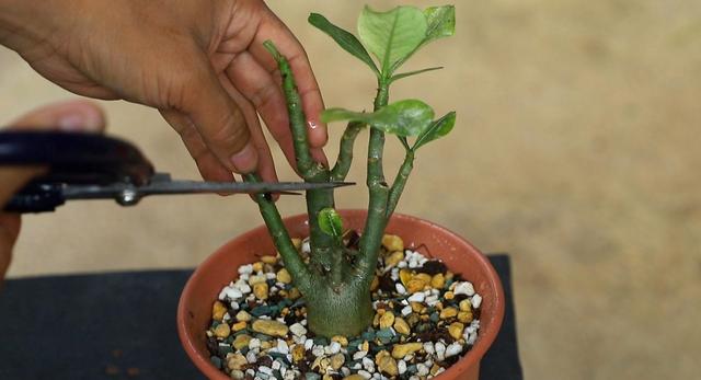 八种常见有毒花，这15种大毒花