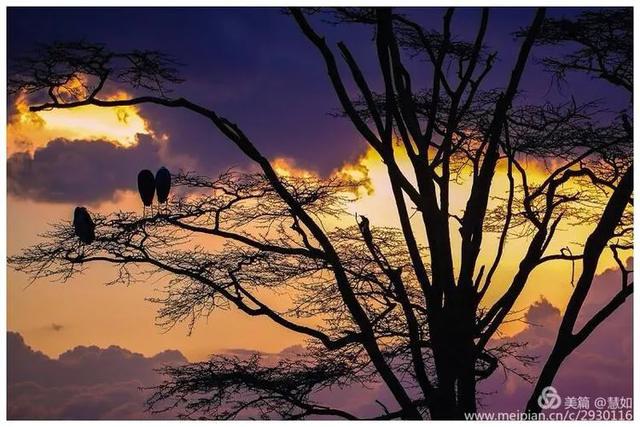 东非动物大迁徙，东非动物大迁徙的路线图（“生命的长征”东非野生动物大迁徙）