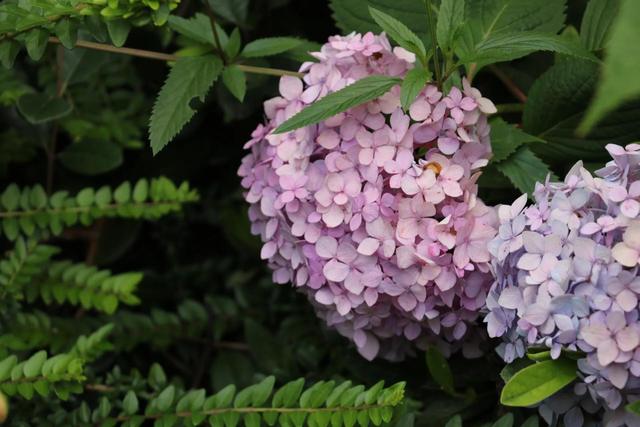 白色绣球花的花语，白色绣球花花语（浅说花语之绣球花）