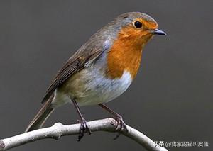 各个国家的国鸟都是什么，法国的国鸟是公鸡