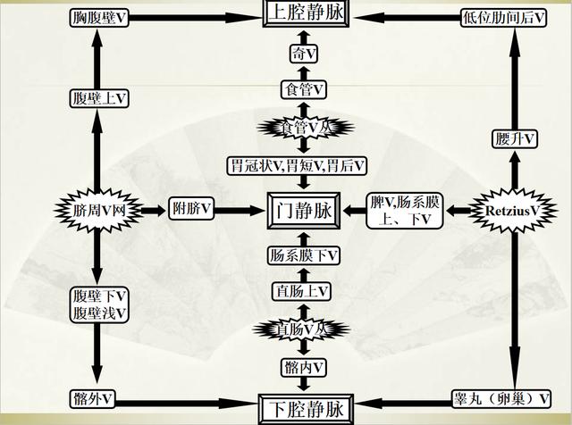 下腔静脉解剖图，颈外静脉分支血管解剖图（如何经肝脏测量下腔静脉图示）