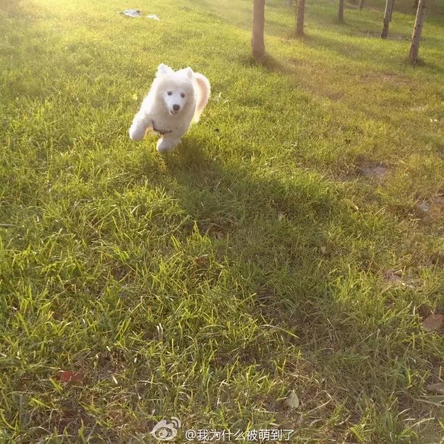 星期狗的特点和习惯，如果狗狗有这些特征