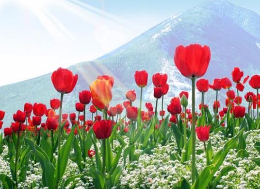 白色郁金香图片，10朵白色郁金香花语（白色郁金香花束）