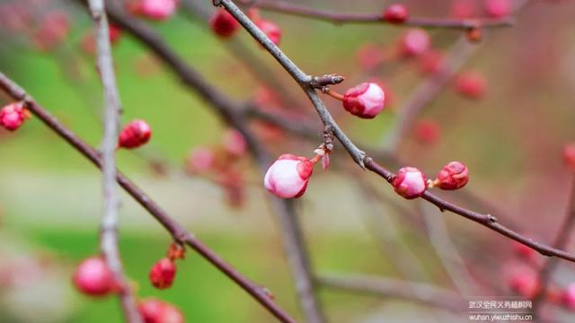 蜡梅与腊梅的区别，蜡梅是梅花吗究竟是（腊梅花与蜡梅有什么区别）
