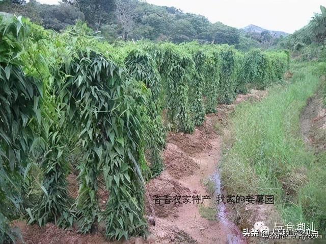  姜薯甜汤的做法大全，几款受欢迎老家糖水