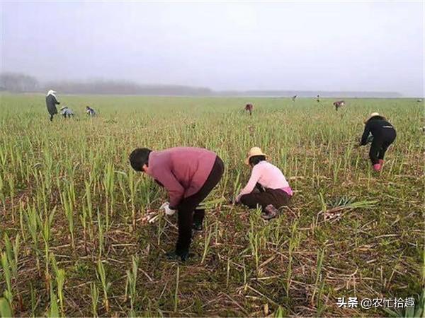 山上野笋大全，河岸边才长的笋