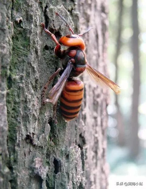 4种常见的可怕昆虫，世界上最毒的十大昆虫
