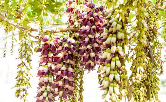高州仙人洞风景区，高州仙人洞游玩项目