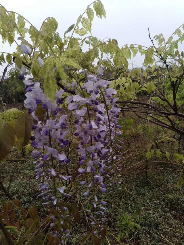 紫藤怎么养才能开花，不养一盆就太可惜了