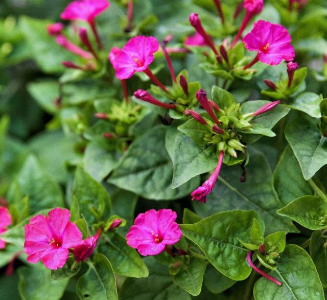 最适合室内养的8种花卉，扔土里能长一大片