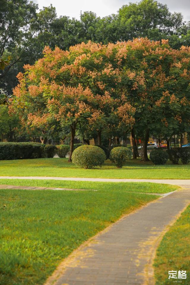 莲花山公园 网红打卡地，莲花山公园又红了